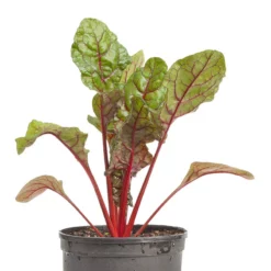 Red Ruby Chard Seeds (Organic) -Grow Organic Sales Shop snv8165 web