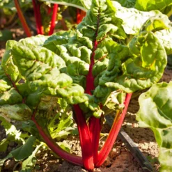 Red Ruby Chard Seeds (Organic) -Grow Organic Sales Shop snv8167 a 2