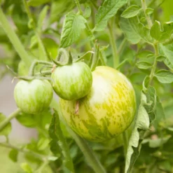 Green Zebra Tomato Seeds (Organic) -Grow Organic Sales Shop snv8173 web