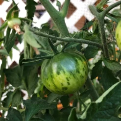 Green Zebra Tomato Seeds (Organic) -Grow Organic Sales Shop snv8173 web3