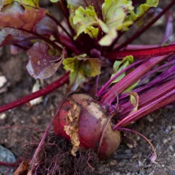 Bull's Blood Beet Seeds (Organic) -Grow Organic Sales Shop snv8204 a 1