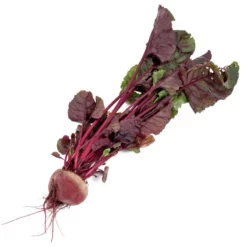 Bull's Blood Beet Seeds (Organic) -Grow Organic Sales Shop snv8204 b