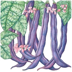 Royalty Purple Pod Bush Bean Seeds (Organic) -Grow Organic Sales Shop snv8208 1