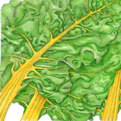 Yellow Chard Seeds (Organic) 5 Yellow Chard Seeds (Organic) -Grow Organic Sales Shop snv8214 1