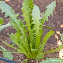 Chicory Catalogna Greens Seeds (Organic) -Grow Organic Sales Shop snv8218 a 2