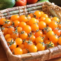 Gold Nugget Tomato Seeds (Organic) 9 Gold Nugget Tomato Seeds (Organic) -Grow Organic Sales Shop snv8277 web2