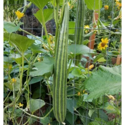 Striped Cucumber Seeds (Organic) -Grow Organic Sales Shop snv8348 1x 39212a0e edb1 460b 86ca c58dcb7a638d