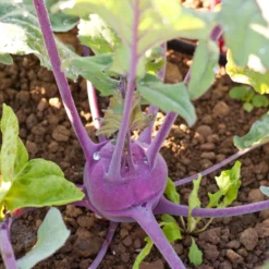 Purple Vienna Kohlrabi Seeds (Organic) -Grow Organic Sales Shop snv8351 a 2