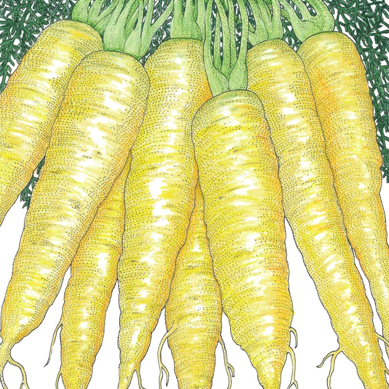 Solar Yellow Carrot Seeds (Organic) 2 Solar Yellow Carrot Seeds (Organic) - Image 2