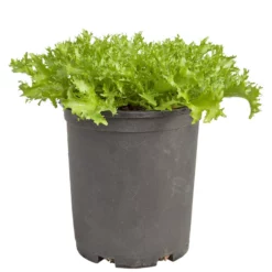 Endive, Frisee Greens Seeds (Organic) -Grow Organic Sales Shop snv8391 web
