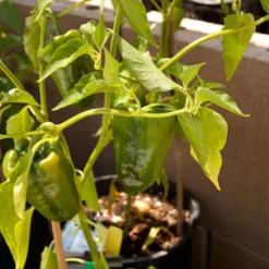 Ancho Poblano Pepper Seeds (Organic) -Grow Organic Sales Shop snv8406 web