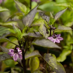 Black Hungarian Pepper Seeds (Organic) -Grow Organic Sales Shop snv8407 web1