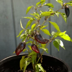 Black Hungarian Pepper Seeds (Organic) -Grow Organic Sales Shop snv8407 web2
