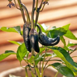 Black Hungarian Pepper Seeds (Organic) -Grow Organic Sales Shop snv8407 web3