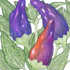 Grow Organic Sales Shop -Grow Organic Sales Shop snv8407 1