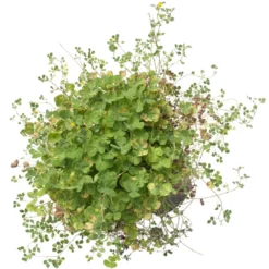 Peaceful Valley Low Rainfall Dryland Pasture Mix - Nitrocoated Seed (lb) -Grow Organic Sales Shop spd120 d