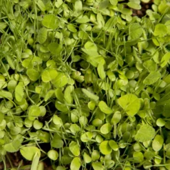 Peaceful Valley Sierra Foothill Dryland Mix - Nitrocoated Seed (lb) -Grow Organic Sales Shop spd600 web