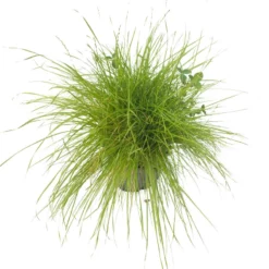 Peaceful Valley Irrigated Dairy Pasture Mix - Nitrocoated Seed (lb) -Grow Organic Sales Shop spi300 a 2