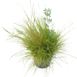 Peaceful Valley Premium Horse Irrigated Pasture Mix - Nitrocoated Seed (lb) -Grow Organic Sales Shop spi600 a