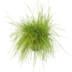 Peaceful Valley Herbal Irrigated Pasture Mix - Nitrocoated Seed (lb) -Grow Organic Sales Shop spi700 a