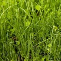 Peaceful Valley Herbal Irrigated Pasture Mix - Nitrocoated Seed (lb) -Grow Organic Sales Shop spi700 web