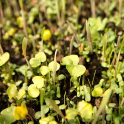 Peaceful Valley Omega-3 Chicken Forage Blend For Irrigated Land - Nitrocoated Seed (lb) -Grow Organic Sales Shop spi800 web3