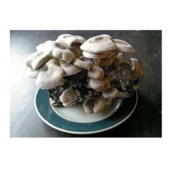 Shiitake Mushroom Block -Grow Organic Sales Shop spr200 1 web