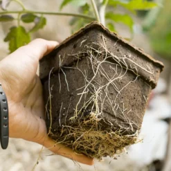 CowPots - 4" Square (Pack Of 12) -Grow Organic Sales Shop sprin 0096 1