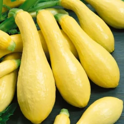 Early Straightneck Summer Squash Seeds (Organic) -Grow Organic Sales Shop squash straightneck