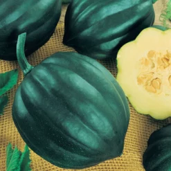 Table Queen Acorn Winter Squash Seeds (Organic) -Grow Organic Sales Shop squash table queen acorn