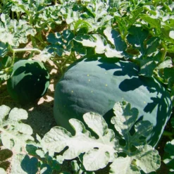 Moon & Stars Watermelon Seeds (Organic) -Grow Organic Sales Shop starmoon watermelon