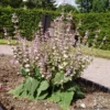 Strictly Medicinal Organic Clary Sage