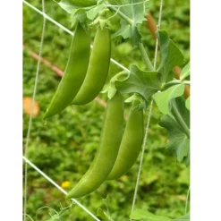 Organic Peas, Sugar Daddy (1/2 Lb ) -Grow Organic Sales Shop sugar daddy web 1