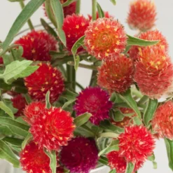 Renee's Garden Globe Amaranth Mardi Gras Parade (Heirloom) -Grow Organic Sales Shop swf4036 a
