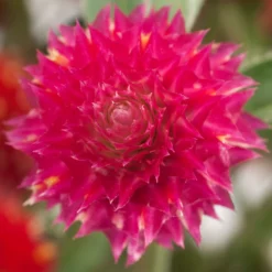 Renee's Garden Globe Amaranth Mardi Gras Parade (Heirloom) -Grow Organic Sales Shop swf4036 b
