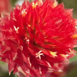 Renee's Garden Globe Amaranth Mardi Gras Parade (Heirloom) -Grow Organic Sales Shop swf4036 c
