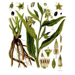 Strictly Medicinal Organic True Comfrey -Grow Organic Sales Shop symphytum officinale