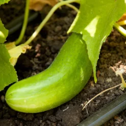 Tendergreen Cucumber Seeds (Organic) -Grow Organic Sales Shop tendergreen a 1 1