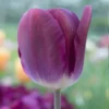 "Kansas Proud" Triumph Tulip Bulbs (Pack Of 8)