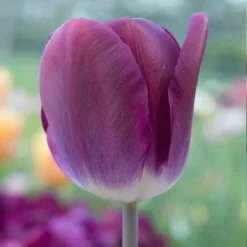 "Kansas Proud" Triumph Tulip Bulbs (Pack Of 8)