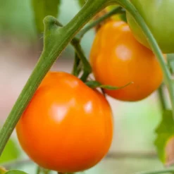 Valencia Tomato Seeds (Organic) -Grow Organic Sales Shop valencia 1