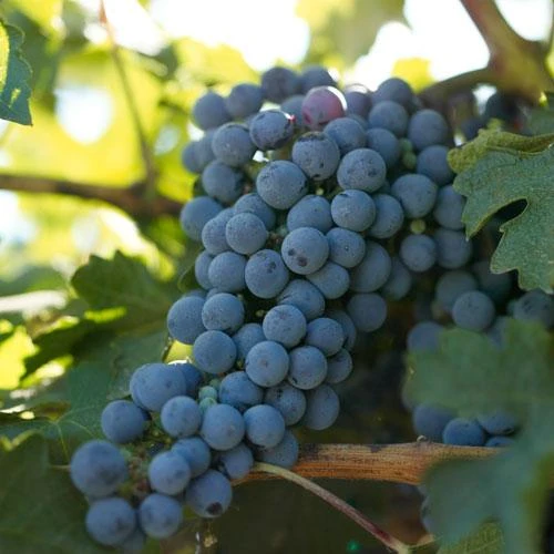 Wine Grape Vine - Cabernet Sauvignon 1 Wine Grape Vine - Cabernet Sauvignon