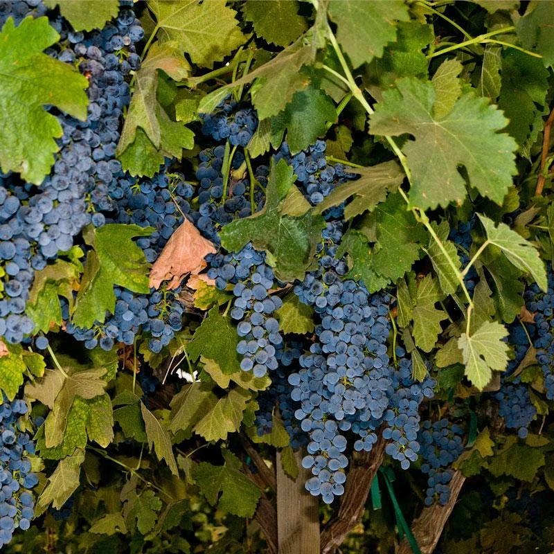 Wine Grape Vine - Shiraz (Syrah) 1 Wine Grape Vine - Shiraz (Syrah)