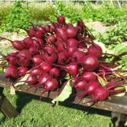 Early Wonder Tall Beet Seeds (Organic) -Grow Organic Sales Shop wonder tall